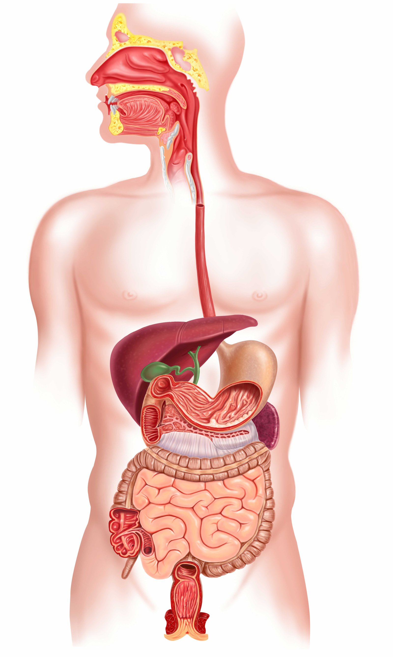 Anatomical Image of the Stomach Regions and Organs of a Human Body